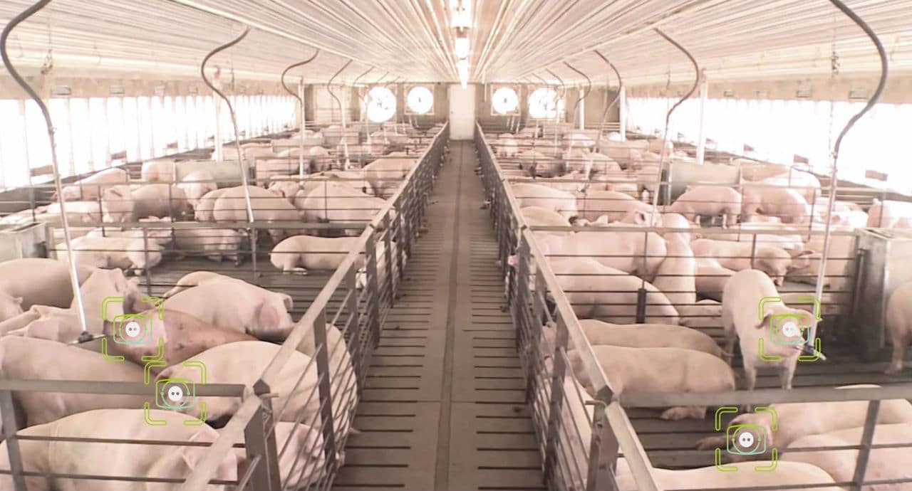 В Китай прилагат лицево и гласово разпознаване на свинете