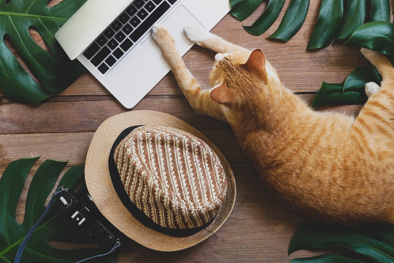 Денят на котката – за мъркащите „колеги“, лаптопите и хората