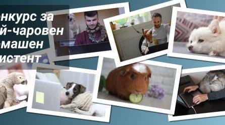 Паяк, котка, куче – кой е най-добрият ИТ домашен асистент?