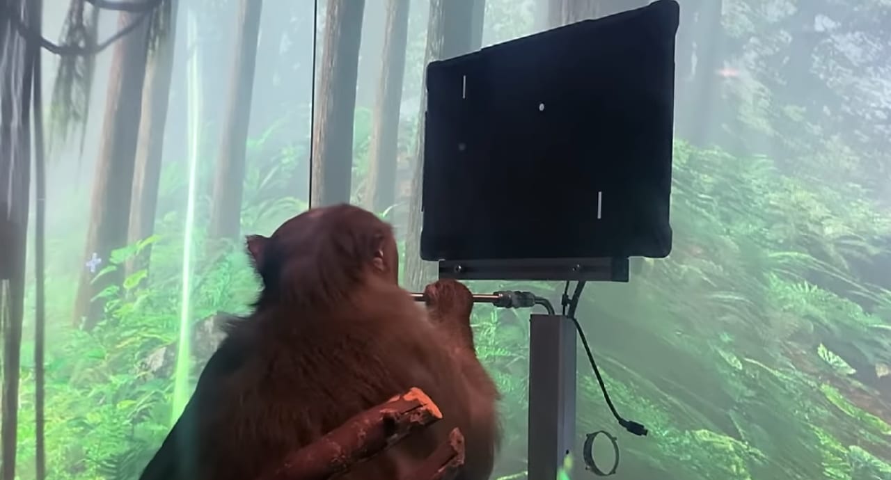 Маймуна играеща Pong – най-новият експеримент на Neuralink