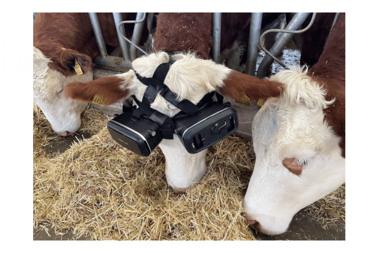 Турски фермер използва VR за производство на повече мляко