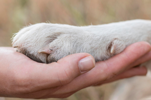 ZooStore Дари Храна на Общински Приют за Бездомни Кучета